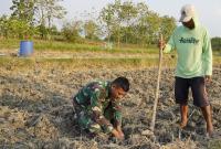 Serda Rizky Fislamy Septianto, Danru 3 SST-2 SSK Satgas TMMD ke-129 Kodim 0813 Bojonegoro, membantu petani menanam tembakau di lahan pertanian warga Desa Kesongo, Kecamatan Kedungadem, Kabupaten Bojonegoro, Minggu (09/08/2026). Foto: Deni Aripandi/Sumber TMMD Bojonegoro.